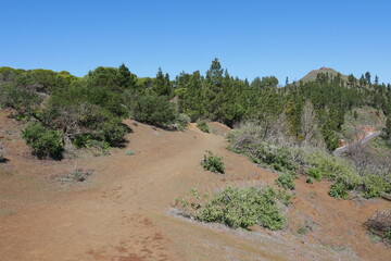 Kiefern und Berglandschaft auf Gran Canaria