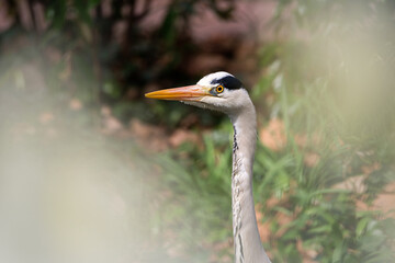 Heron portrait