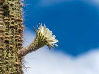 Giant cactus in bloom, Los Cardones National Park (Parque Nacional Los Cardones), San Carlos and...