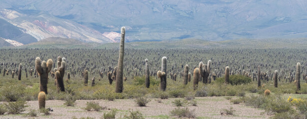 Giant cactus forest, Los Cardones National Park (Parque Nacional Los Cardones), San Carlos and...