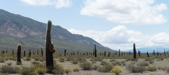 Giant cactus forest, Los Cardones National Park (Parque Nacional Los Cardones), San Carlos and...