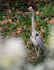 Grey heron posing
