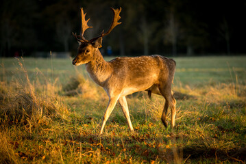 male deer in the woods. A Stag at sunset