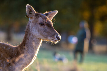 Portrait of a deer in a park