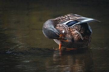 duck cleaning itself in water