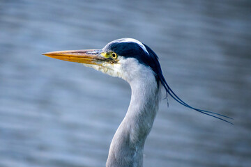 portrait of a great blue heron