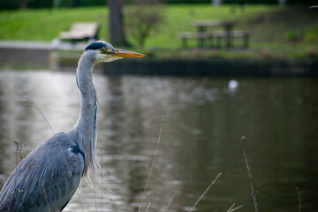 great blue heron in an urban park