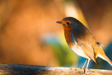 robin red breast on a fence with room for copy or text
