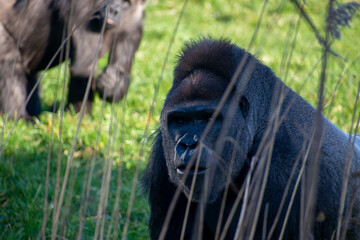 Portrait of a large male Gorilla 