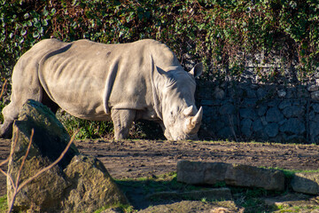 White Rhino in the zoo