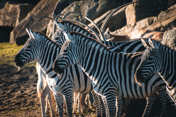 zebras in the zoo