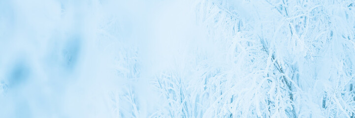 Snow and rime ice on the branches of bushes. Beautiful winter background with trees covered with hoarfrost. Plants in the park are covered with hoar frost. Cold snowy weather. Cool frosting texture.