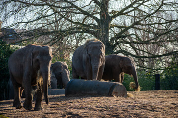 African elephants in the zoo