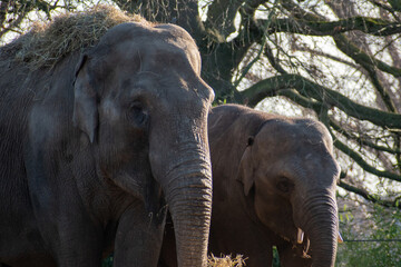African Elephants in sun light 
