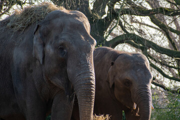 African Elephants in sun light 