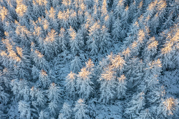 Aerial photography of the winter forest. Top view of snow-covered larch trees. The tops of the trees are illuminated at sunrise. Beautiful northern nature. Cold winter weather. Natural background.