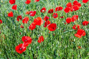 colorful red poppy flowers in the meadow