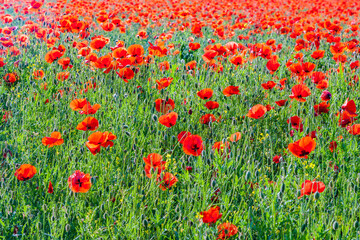 colorful red poppy flowers in the meadow