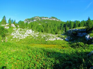 Swampy mountain meadow in Triglav national park and Julian alps in Gorenjska region of Slovenia...