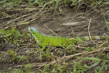 Green iguana (Iguana iguana) Iguanidae family. Manaus - Amazonas, Brazil.