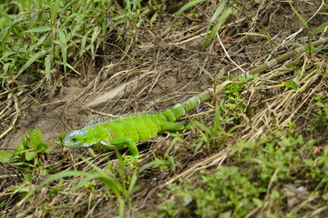 Green iguana (Iguana iguana) Iguanidae family. Manaus - Amazonas, Brazil.