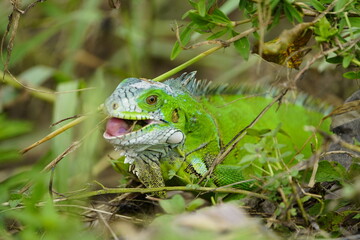 Green iguana (Iguana iguana) Iguanidae family. Manaus - Amazonas, Brazil.