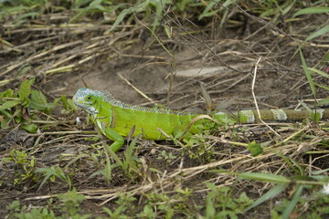 Green iguana (Iguana iguana) Iguanidae family. Manaus - Amazonas, Brazil.