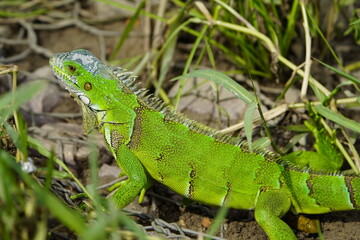 Green iguana (Iguana iguana) Iguanidae family. Manaus - Amazonas, Brazil.