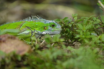 Green iguana (Iguana iguana) Iguanidae family. Manaus - Amazonas, Brazil.