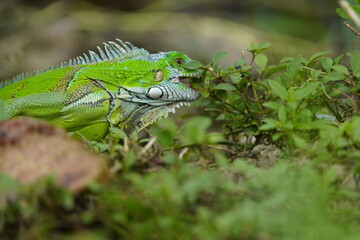 Green iguana (Iguana iguana) Iguanidae family. Manaus - Amazonas, Brazil.