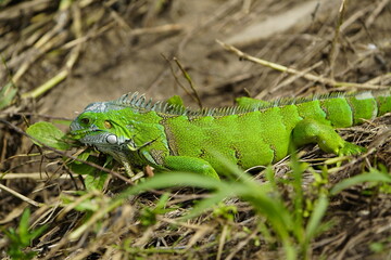 Green iguana (Iguana iguana) Iguanidae family. Manaus - Amazonas, Brazil.