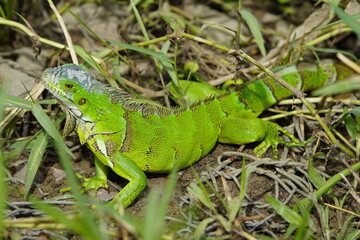 Green iguana (Iguana iguana) Iguanidae family. Manaus - Amazonas, Brazil.