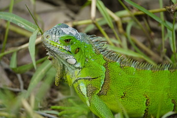 Green iguana (Iguana iguana) Iguanidae family. Manaus - Amazonas, Brazil.