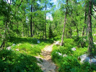 Path leading through a larch forest in Julian alps and Triglav national park in Slovenia with lush vegetation covering the ground