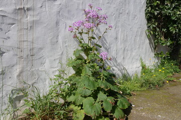 Pericallis, Senecio, Aschenblume vor weißer Wand bzw. Mauer
