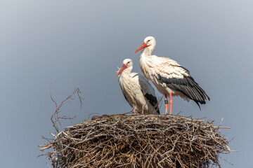 Couple of white stork (ciconia ciconia) on their large nest.
