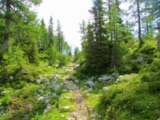 Fototapeta na wymiar Path leading past a meadow covered in spruce and larch trees in Triglav national park and Julian alps, Slovenia