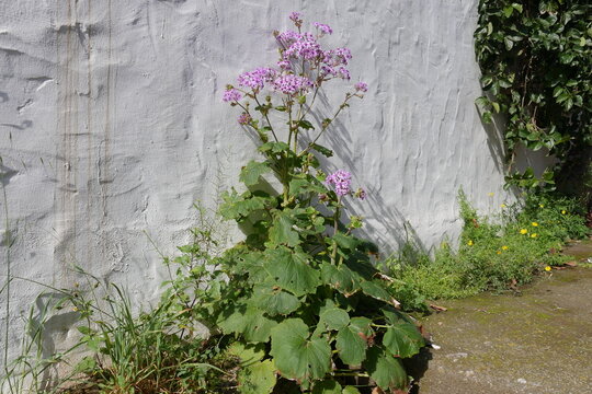 Pericallis, Senecio, Aschenblume vor wei&szlig;er Wand bzw. Mauer