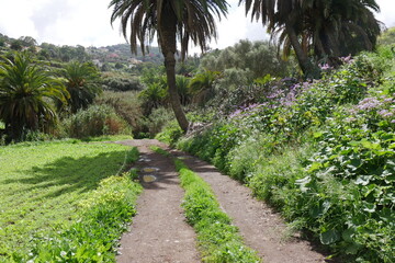 Feldweg und Palmen bei Santa Brígida auf Gran Canaria - obrazy, fototapety, plakaty