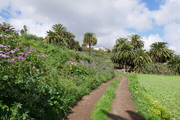 Obraz premium Feldweg und Palmen bei Santa Brígida auf Gran Canaria