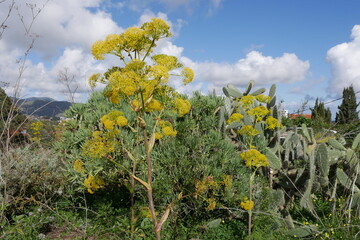 Blüte Riesenfenchel Gran Canaria