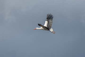 White stork (ciconia ciconia) in flight in a village.