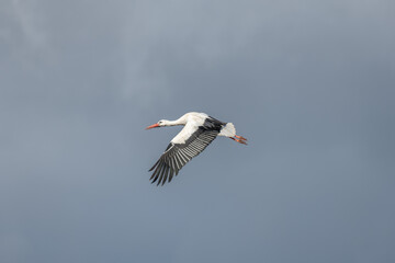 White stork (ciconia ciconia) in flight in a village.