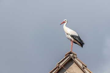 White stork (ciconia ciconia) on the roof of a house in a village.