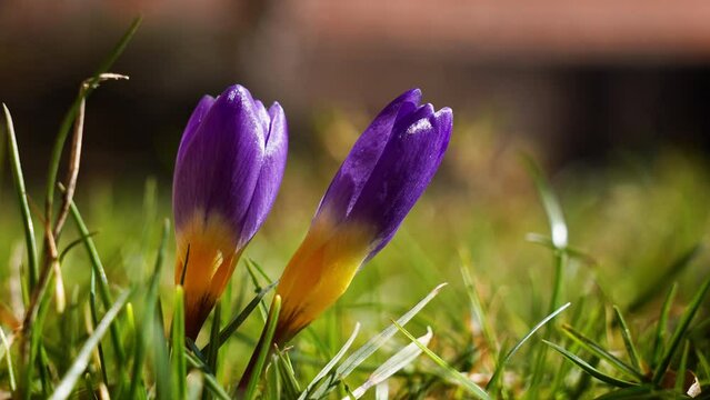 violet crocus flowers time lapse bloom in green sunny spring meadow opening blossom close up low angle Krokus Zeitraffer &ouml;ffnende Bl&uuml;te