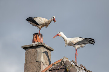 Couple of white stork (ciconia ciconia) in courtship display.