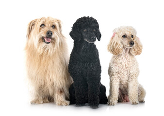 Pyrenean Sheepdog and poodles in studio
