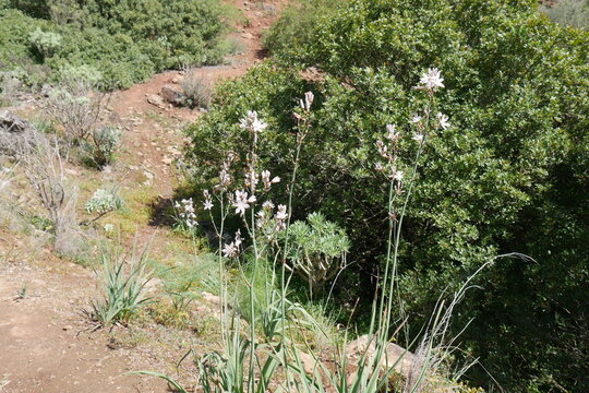 Affodill auf Gran Canaria