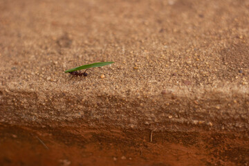 ant carrying a leaf