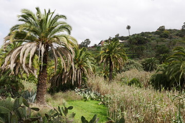Fototapeta na wymiar Palmenhain auf Gran Canaria